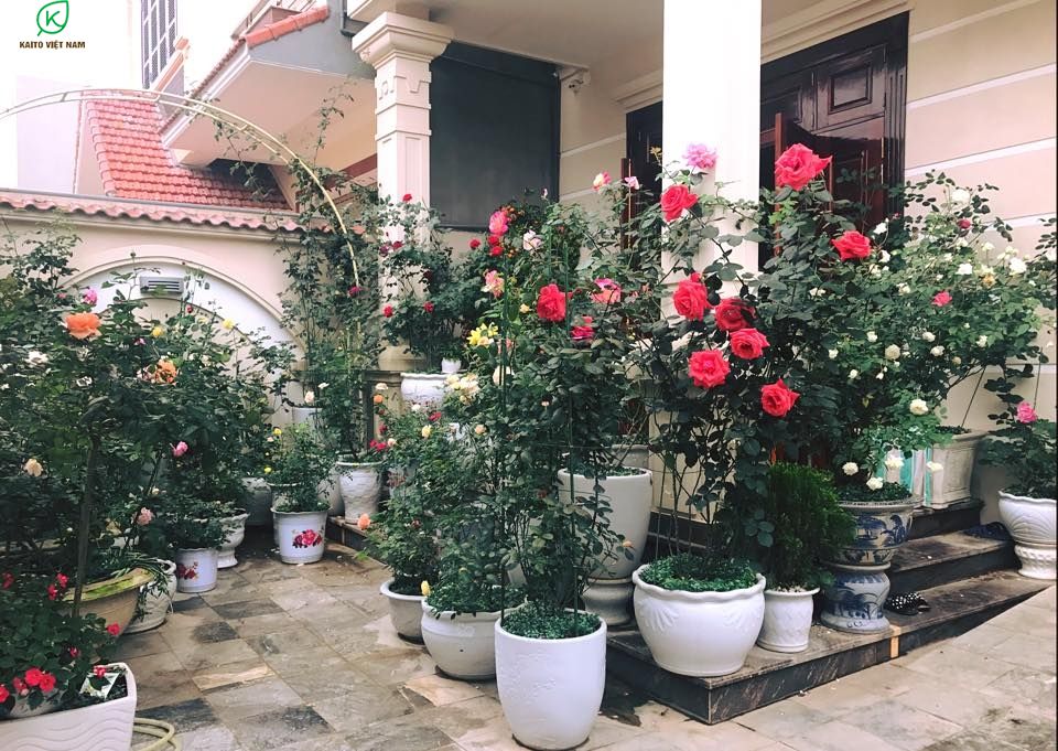 Trồng và chăm sóc cây bồn chậu