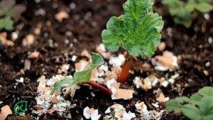 6 loại phân bón hữu cơ tại nhà 6 loại phân bón hữu cơ tại nhà