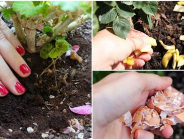 6 loại phân bón hữu cơ tại nhà