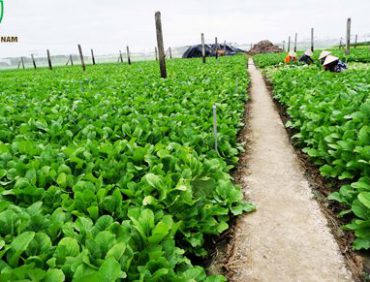 Kaito Việt Nam công ty sản xuất phân bò ủ hoai uy tín