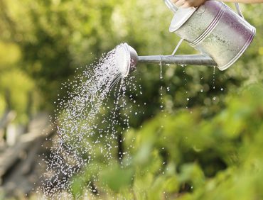 Hướng dẫn chăm sóc cây xanh trong vườn luôn tươi tốt