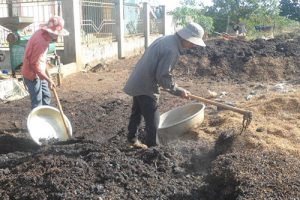 Cách ủ phân chuồng (phân trâu, phân bò, phân gà) nhanh hoai mục và hiệu quả nhất