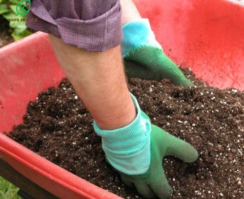 Trồng và chăm sóc cây bồn chậu