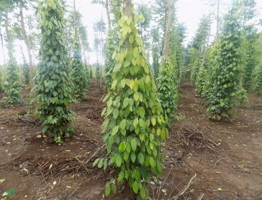 Cách chữa chết nhanh chết chậm