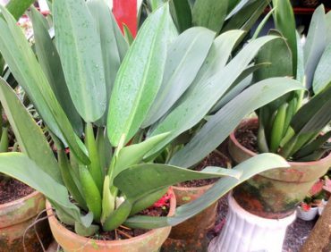 Kỹ thuật trồng cây trong bồn chậu