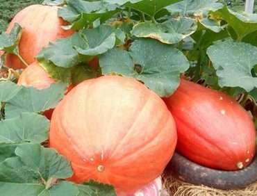 Phân bón hữu cơ