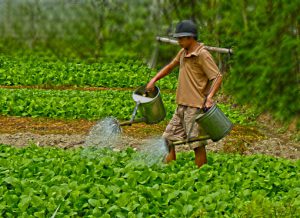 Bón phân như thế nào thì tốt cho cây?