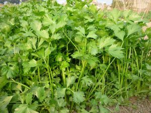 Bón phân như thế nào thì tốt cho cây?