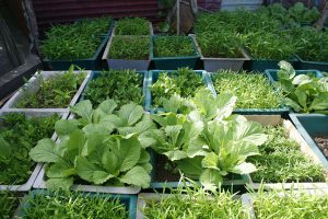 Bón phân như thế nào thì tốt cho cây?