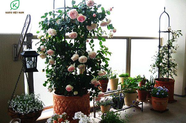 Trồng và chăm sóc cây bồn chậu