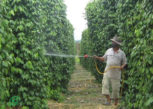 Cách chữa chết nhanh chết chậm