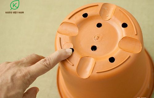 Trồng và chăm sóc cây bồn chậu