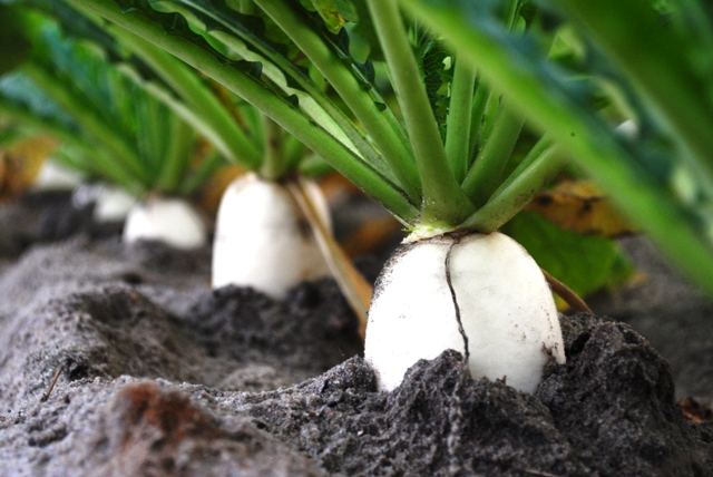 Chọn lựa phân hữu cơ tốt nhất cho cây trồng Chọn lựa phân hữu cơ tốt nhất cho cây trồng