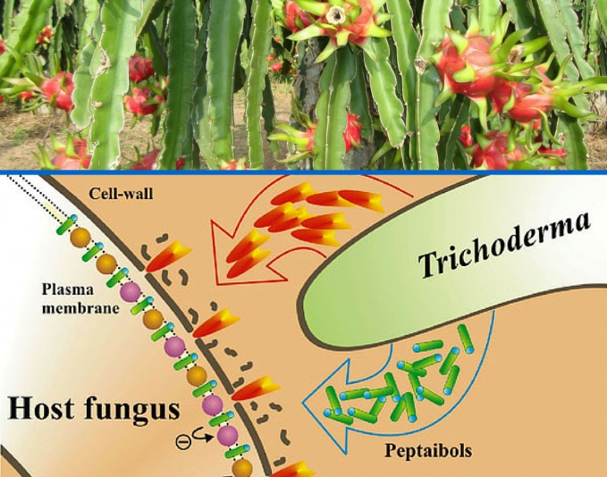 Nấm đối kháng tricodemar