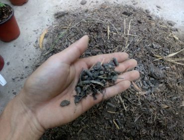 Cách Nhận Biết Phân Bò Khô Nguyên Chất, Phân Bò Tốt