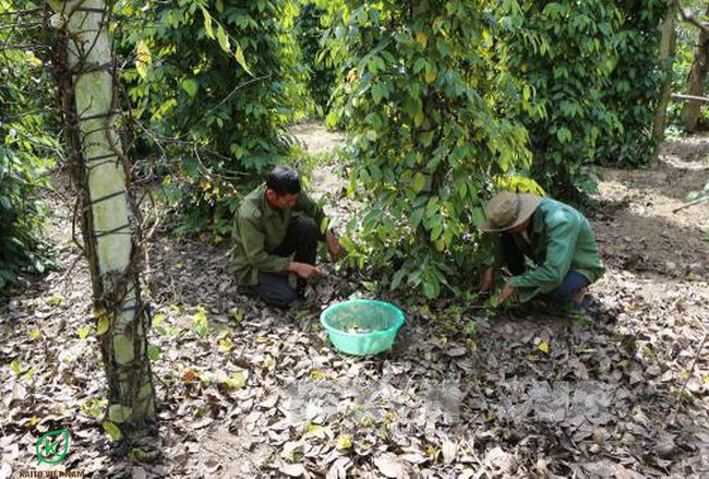 Cách chữa chết nhanh chết chậm