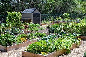 TRỒNG RAU SẠCH TẠI NHÀ NÊN SỬ DỤNG PHÂN BÓN GÌ ĐỂ ĐẢM BẢO AN TOÀN CHO SỨC KHỎE? TRỒNG RAU SẠCH TẠI NHÀ NÊN SỬ DỤNG PHÂN BÓN GÌ ĐỂ ĐẢM BẢO AN TOÀN CHO SỨC KHỎE?