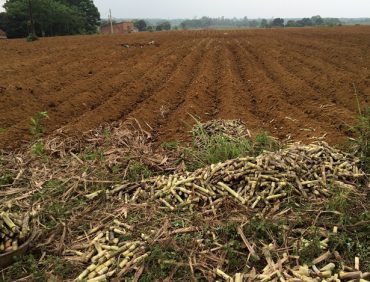 QUY TRÌNH KỸ THUẬT TRỒNG VÀ CHĂM SÓC CÂY MÍA