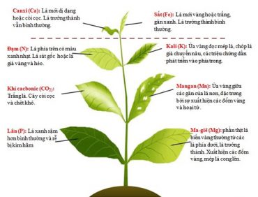 Vai trò của can-xi đối với cây trồng