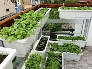 CÁCH TRỒNG RAU ĂN LÁ TẠI NHÀ