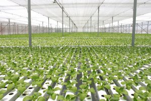 CÁCH NHẬN BIẾT RAU SẠCH VINECO VÀ RAU "SẠCH" NHỜ HÓA CHẤT