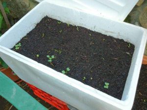 2 cách trồng dưa chuột sạch trong thùng xốp tại nhà