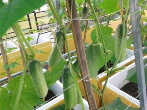 2 cách trồng dưa chuột sạch trong thùng xốp tại nhà