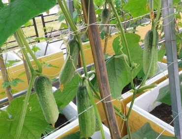 2 cách trồng dưa chuột sạch trong thùng xốp tại nhà