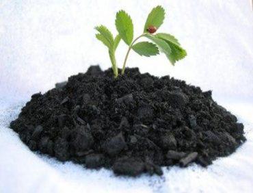 PHÂN VI SINH LÀ GÌ? PHÂN LOẠI VÀ CÁCH SỬ DỤNG PHÂN VI SINH HIỆU QUẢ 