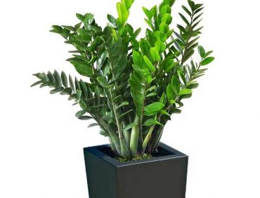 Một số loại cây trồng phong thủy trong nhà