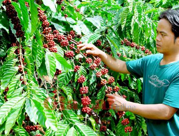 Hiện tượng rụng quả trên cây cà phê