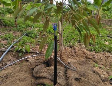 Kỹ thuật chăm sóc cây sầu riêng: Tưới và tiêu nước cho sầu riêng