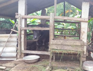 Phân bón hữu cơ gồm những loại nào? Ưu và nhược điểm của từng loại