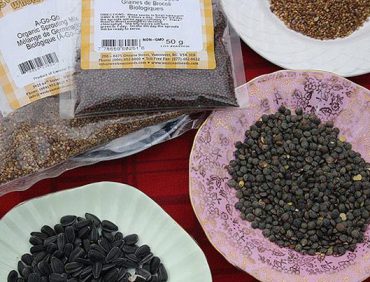 Giới thiệu và hướng dẫn cách trồng rau mầm