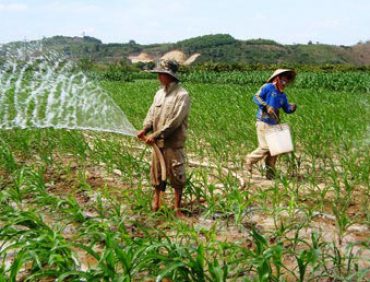 Tưới nước, bón phân đúng cách