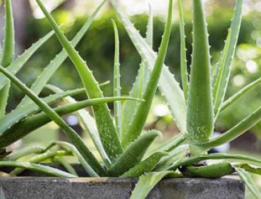 10 cây trồng trong phòng ngủ tăng tuổi thọ cho con người