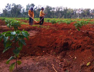 Các loại đất trồng cà phê bà con phải biết