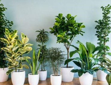 Cây cảnh trong nhà và những điều cần biết