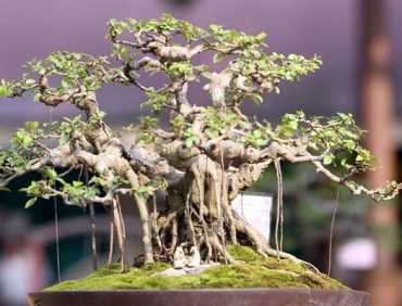 Các cách bón phân cho cây cảnh (khác)