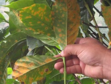 HỘI CHỨNG VÀNG LÁ Ở CÂY CAFE