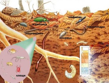 Các nguyên tố hoá học và sinh vật trong đất được phân chia như thế nào?