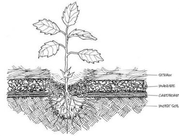 Lợi ích của việc trồng cây che phủ đất (Cover crops)