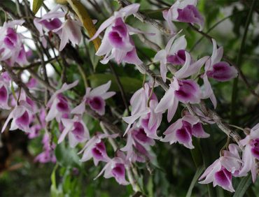 Một số kinh nghiệm chăm sóc hoa lan