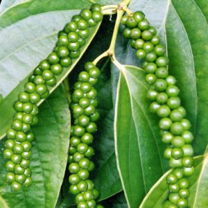 Chia sẻ kinh nghiệm bón phân cho cây tiêu