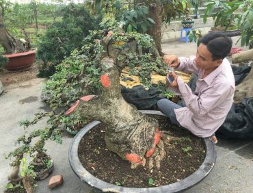 Các loại phân bón hữu cơ cho cây cảnh