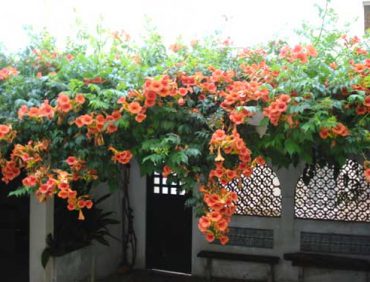 Cách Trồng Và Chăm Sóc Cây Hoa Lan Tiêu