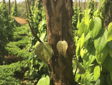 Nhận biết cây trồng đã được bón đủ phân hay chưa ?