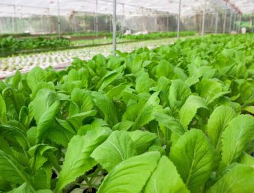 Tại sao không nên sử dụng phân chuồng chưa ủ hoai?