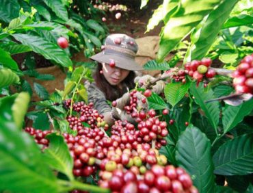 THU HOẠCH CÀ PHÊ THẾ NÀO ĐỂ ĐẠT CHẤT LƯỢNG CAO