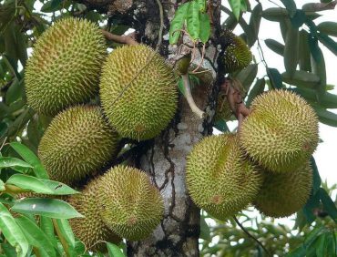 Cách bón phân hữu cơ Kaito cho cây ăn quả mang lại hiệu quả cao